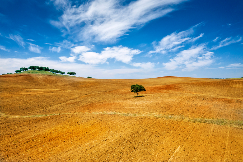 Lonely,Tree,At,Alentejo,,Portugal