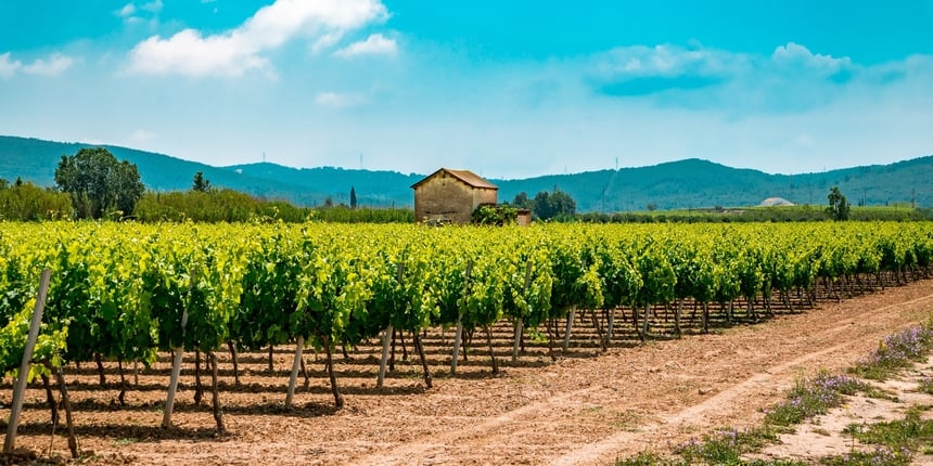 Penedès — Sparkling Wine Country Near Barcelona