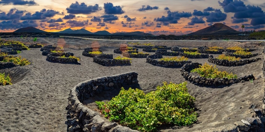Lanzarote — Volcanic Wines