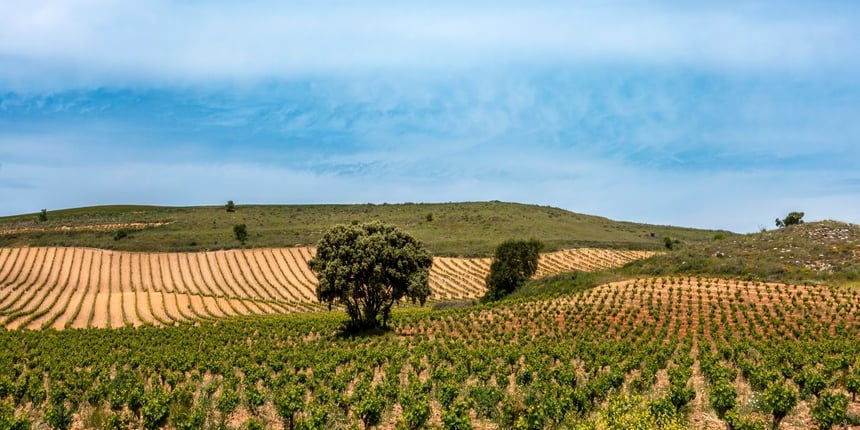Ribera del Duero — Power, Precision & Castilian Character