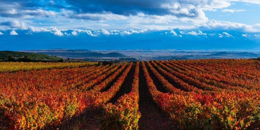 Rioja — Spain’s Quintessential Pour 